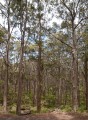 1223-1452 WA Karri forest (231498)